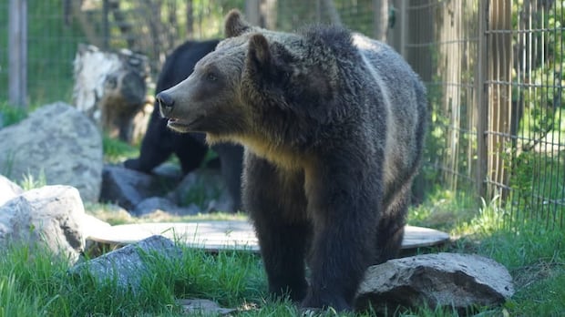 Calgary, orso grizzly, violazione sicurezza, zoo, fauna selvatica, contenimento